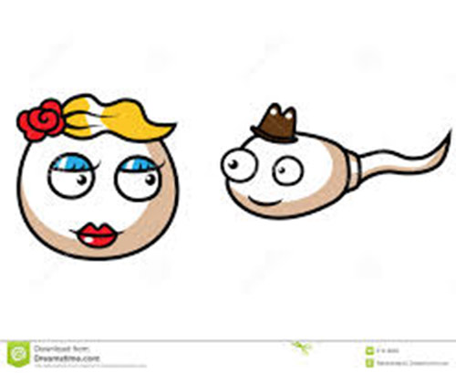 drawing of sperm and egg