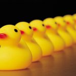 a row of rubber ducks